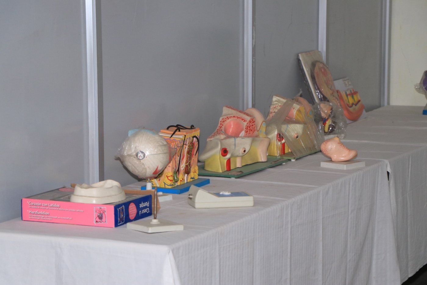 Anatomy models — Bachelor of Optometry